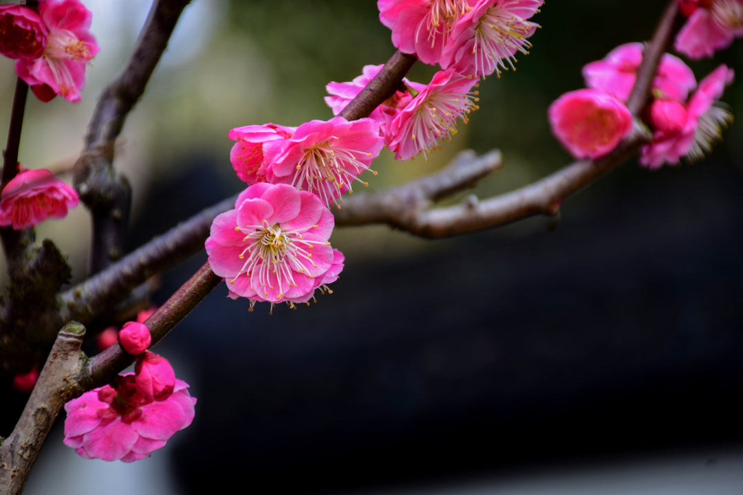fleurs emblématiques du Japon